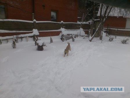 Прогулять сабакина..