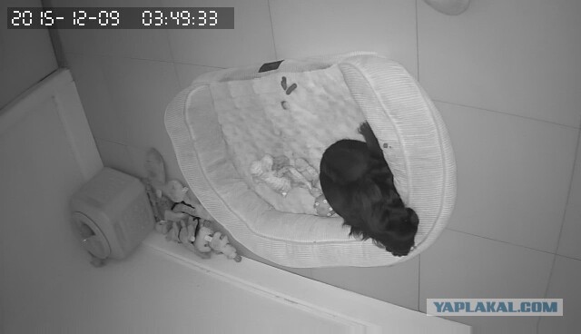 За что я люблю китайцев