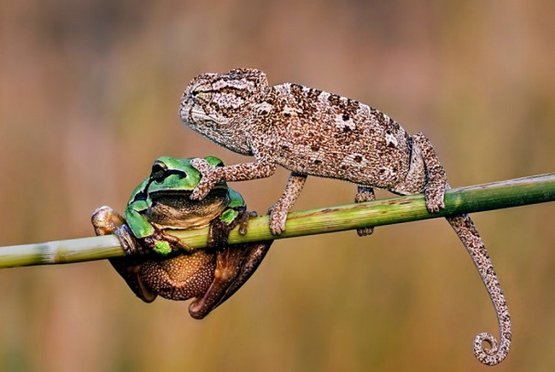 Разные картинки из сети
