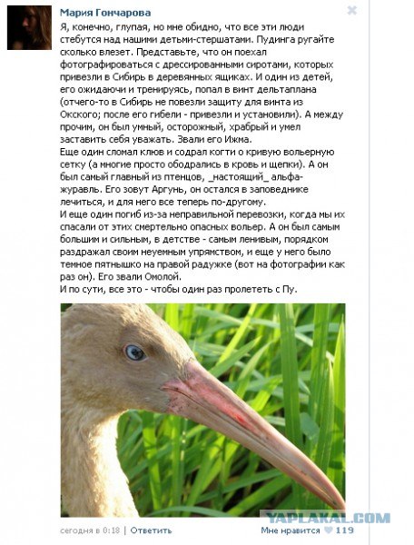 Путин с клювом в халате возглавил журавлиный клин