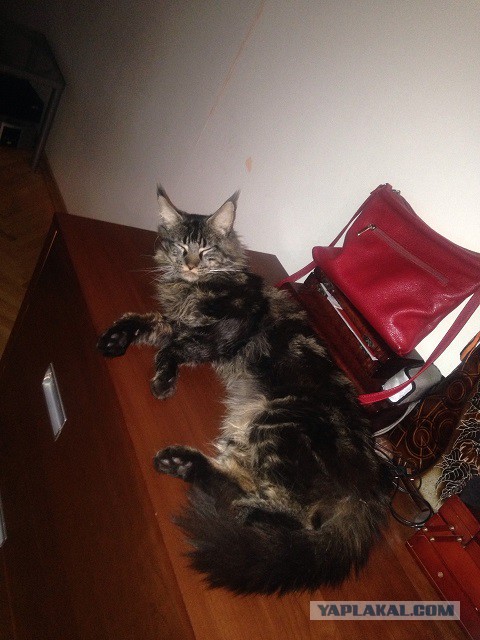 Лежанка для кота