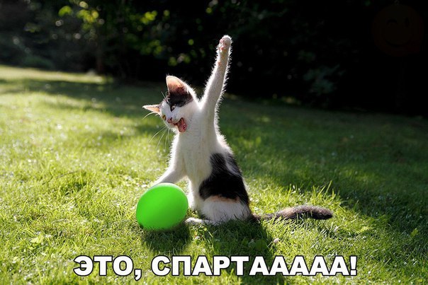 Прикольные животные