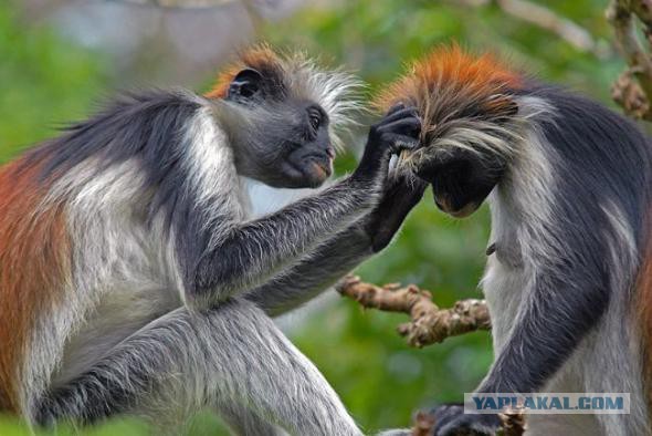 Они настоящие!