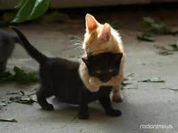 Коты из сети