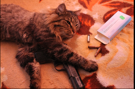 Коты и Кошки