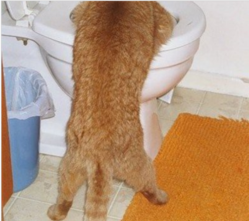 Коты и Кошки