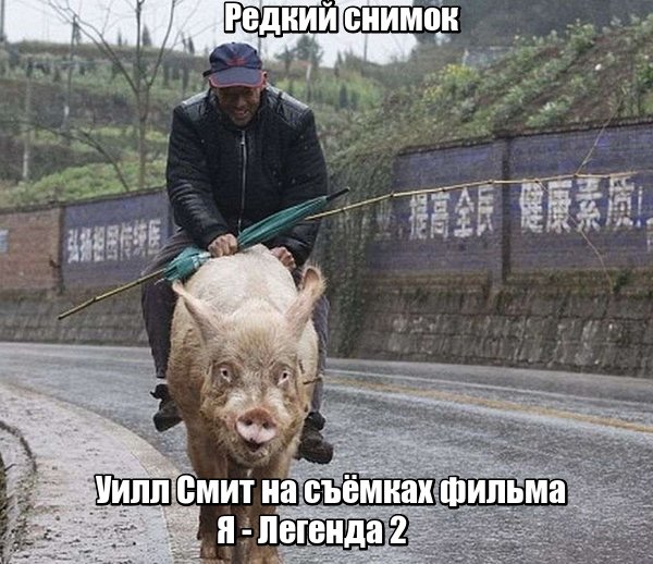 Юмор и несуразности в картинках