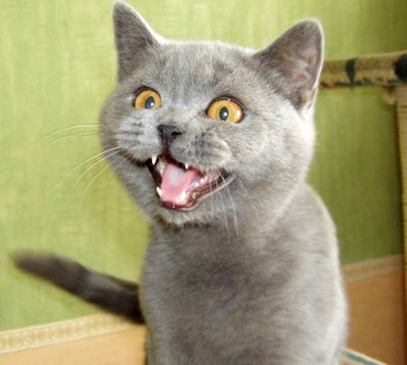 Котовторник на ЯПлакалъ (10.06.08), прикольные коты, добавляем свои!
