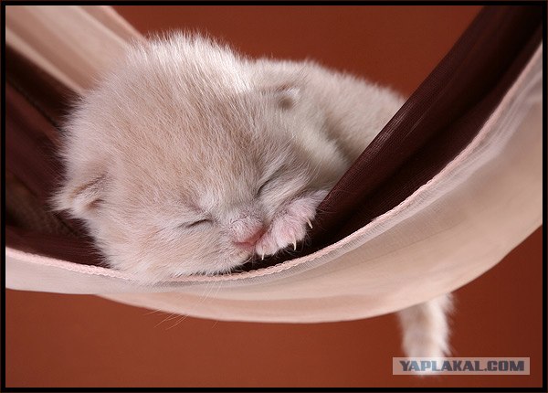 Даёшь Котовторник на ЯПе! (29.07.08)