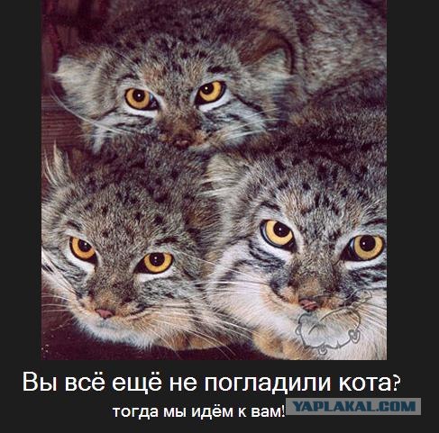 А может все-таки погладим?