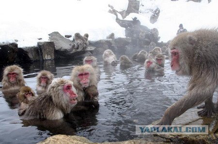 Купание обезьяны в теплой воде группа концерт. Обезьяны в горячих источниках. обезьяна купается. японские макаки в горячих источниках. обезьяны купаются в горячих источниках.