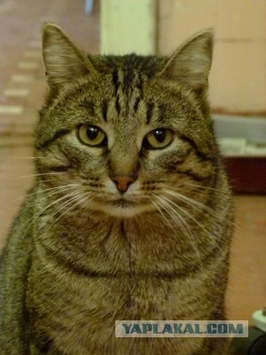 Котовторник!