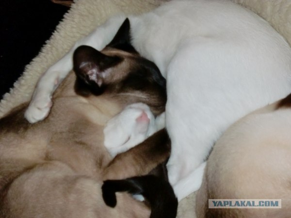 Котовторник! 08.11.11