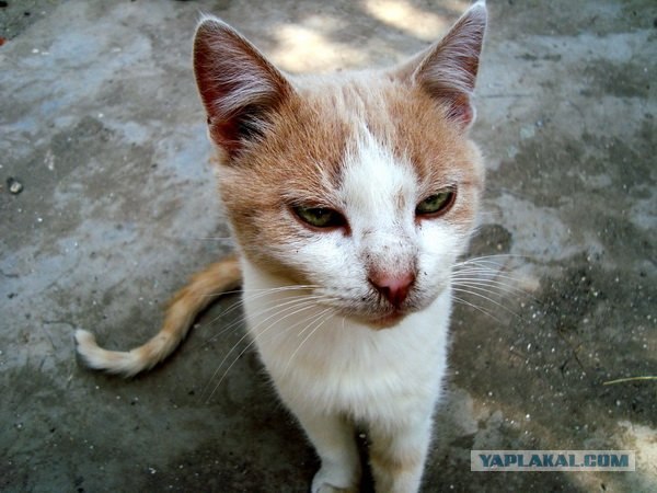 Котовторник (21.02.2012)