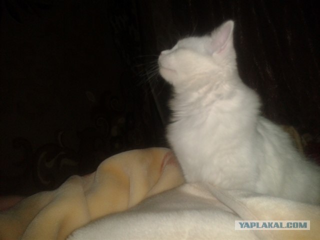 Котовторник 20.03.2012