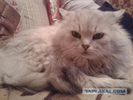Котовторник 17.04.2012