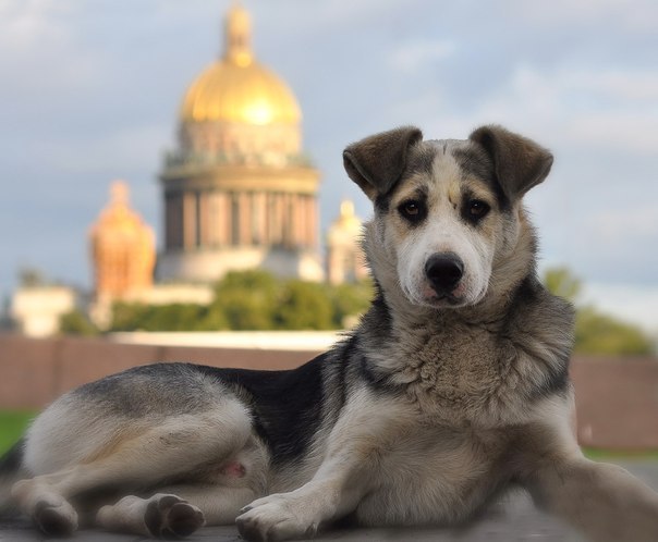 Живность из сети