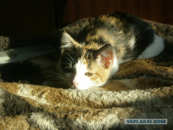 Удивительная история Честера