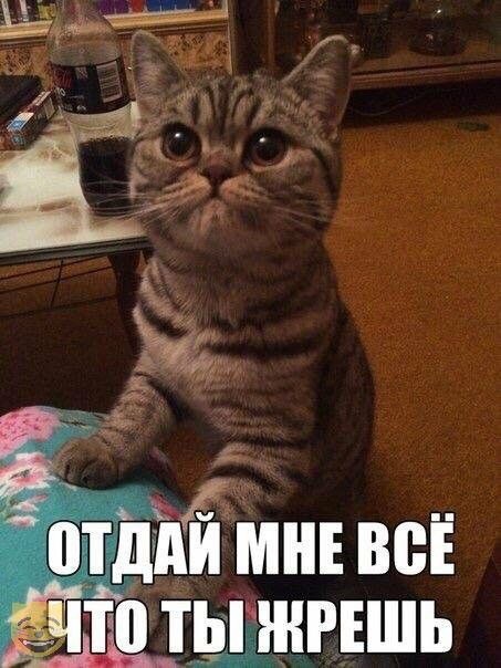 Картинки с надписями и коты, много котов