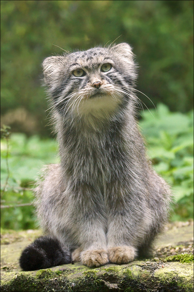 Дикий котовторник 16.07.19
