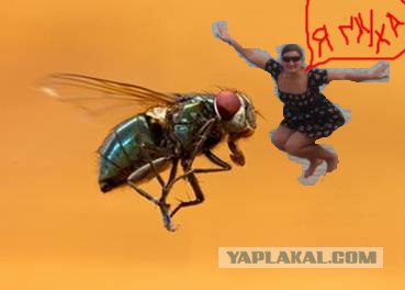 Фотожаба: Улетаю