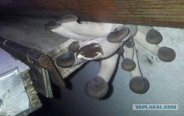 Новый вагон РЖД пошёл в эксплуатацию