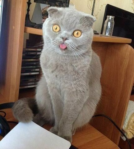 Программа cat.exe столкнулась с неопределенным поведением