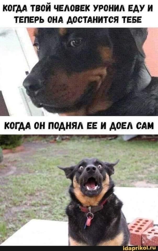 Картинки всякие, 27.08.2020