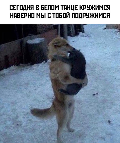 Весёлый полтишок 28.01