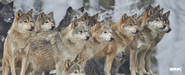 Пандемия. Коронавирус и съехавшие крыши. Россия и мир. Часть 31.