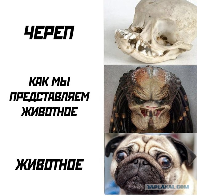 Угадайте кто. По черепу.