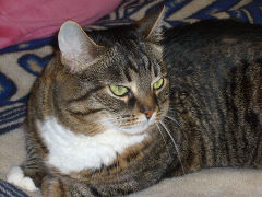 Как отучить кота ссать мимо лотка