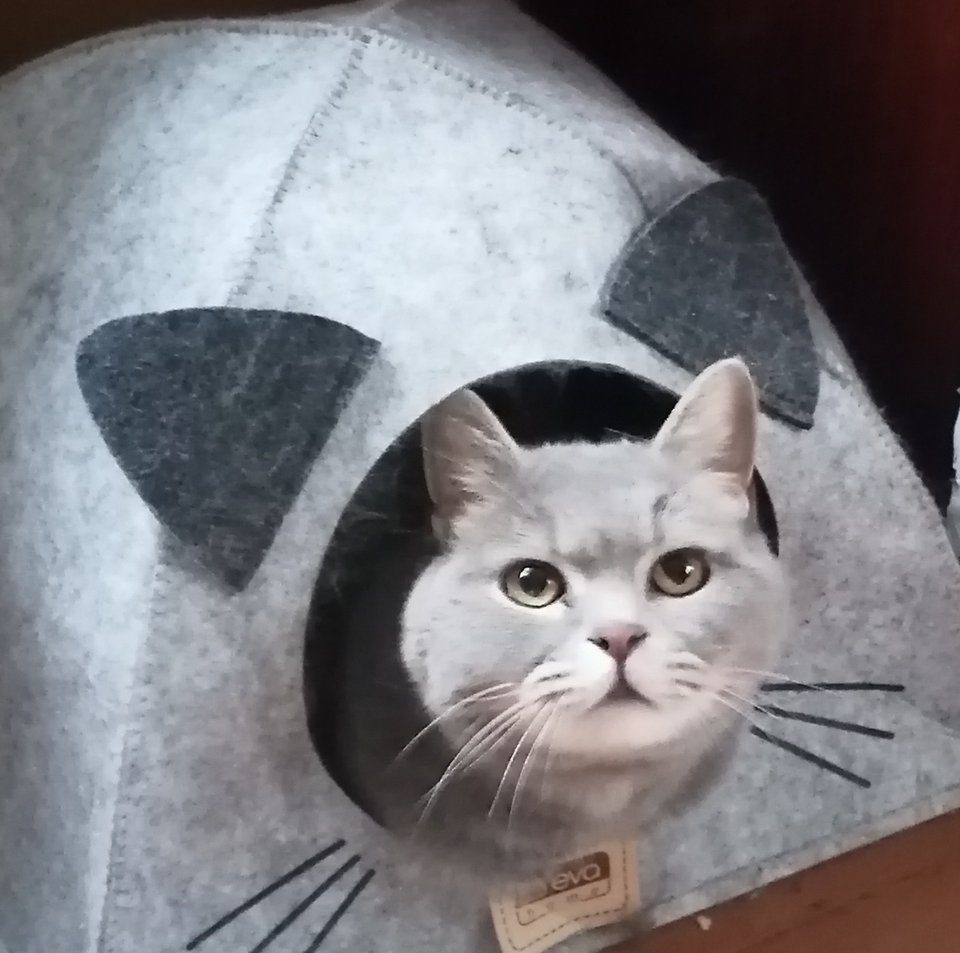 Котовторник