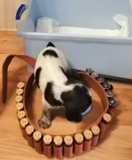 Няшные Щенки