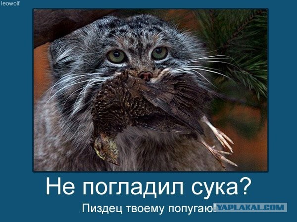 Погладь манула! Погладь манула сцуко!