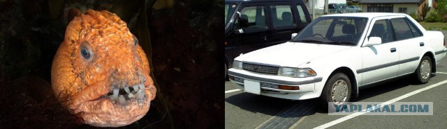 «Горбатый», «ванна» и «собачья нога»: какие прозвища давали автомобилям у нас и за границей