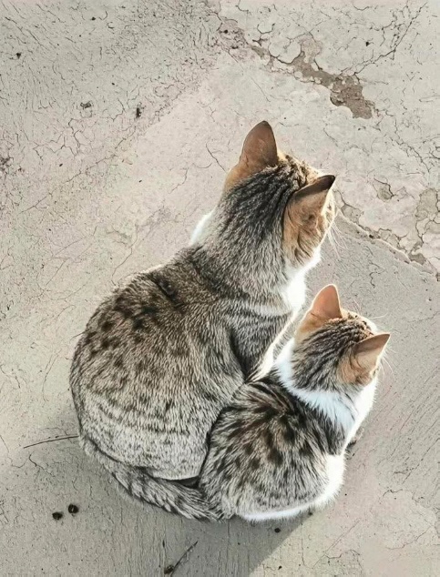 Так всякие картинки
