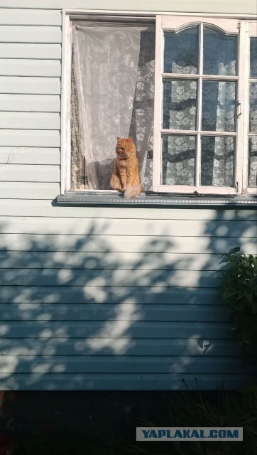 Лесной страж (котовторник)