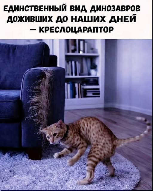 Потная гамсахурдия №5 (Картинки)