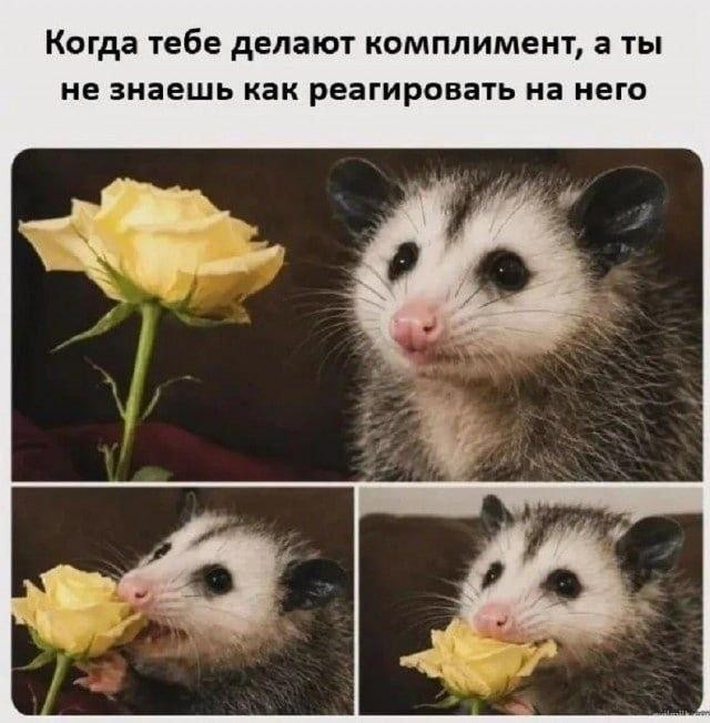 Картинки для деградации 260 (разной степени свежести)