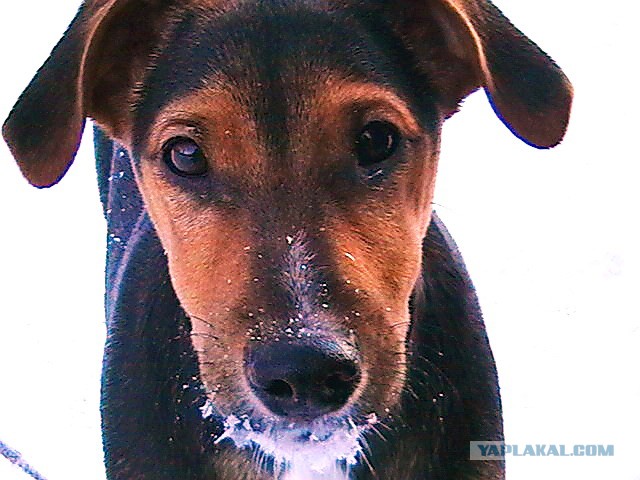 Собакочетверг на 02.01.2014