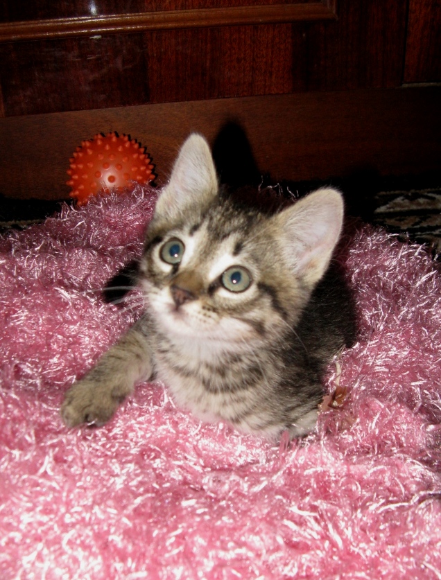 Дом для кота на скорую руку