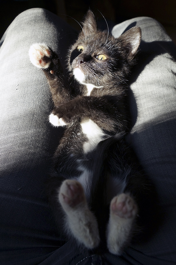 Болотные котята