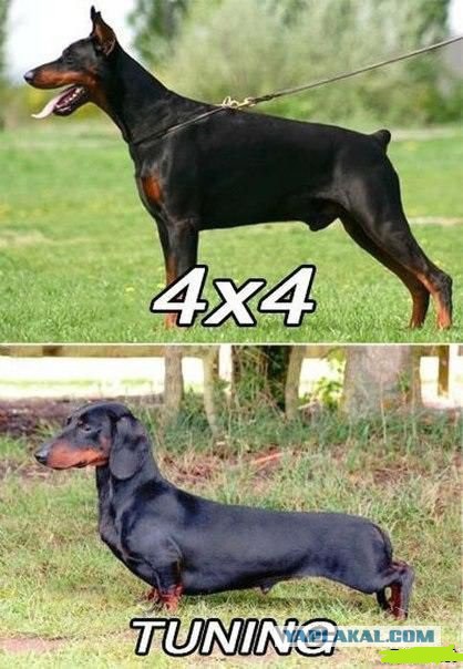 Смешные картинки, приколы, комментарии и прочее...