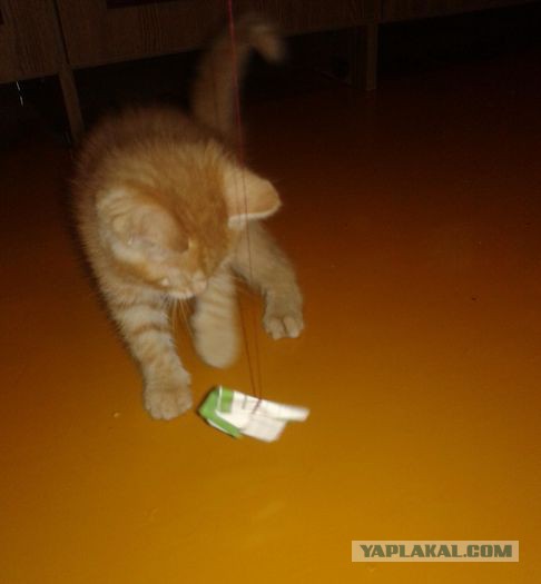Котейка для сисадмина