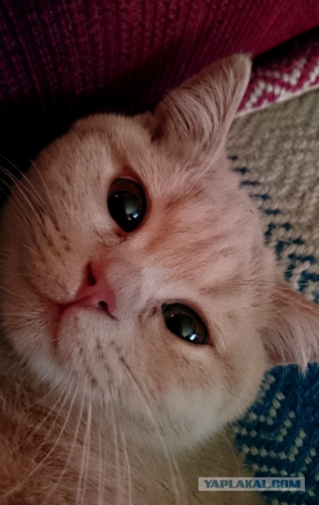 Кот по имени Бобо