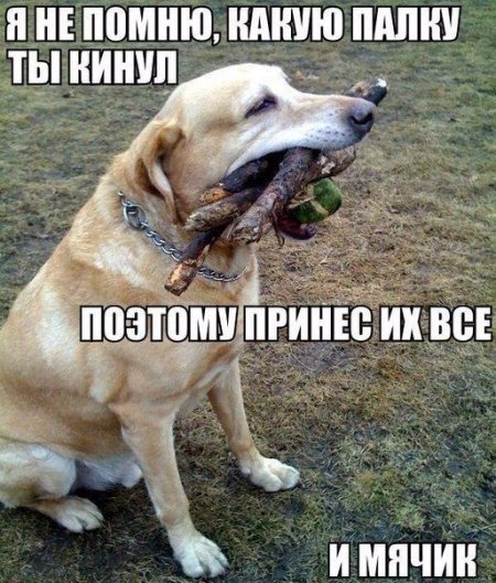 Попросил пса принести палочку