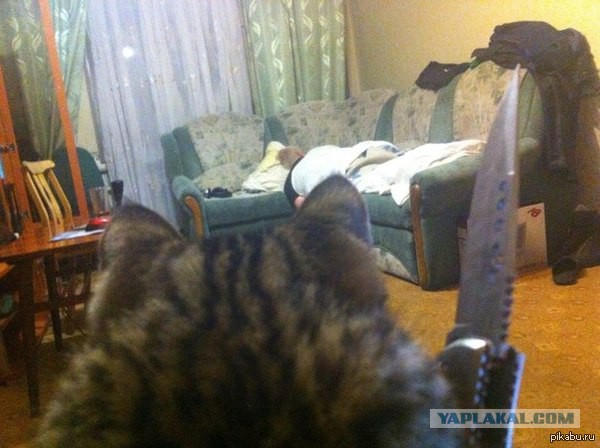 Житель Чувашии зарезал гостя, пнувшего его котенка