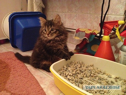 Котовторник  10.11.2015