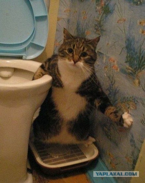 Взяли котейку домой